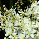 Filipendula vulgaris Květ
