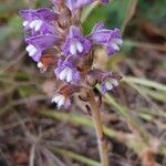 Orobanche nana Кветка