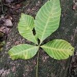 Ricinodendron heudelotii Folha