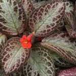 Episcia cupreata ᱥᱟᱠᱟᱢ