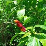 Sanchezia oblonga Flower