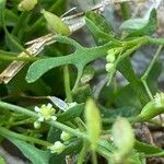 Hornungia procumbens Лист