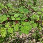 Rubus phoenicolasius Feuille