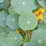 Tropaeolum minus Leaf