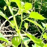 Physalis angulata Leaf