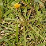 Taraxacum besarabicum Hábito