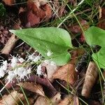 Maianthemum bifolium Лист