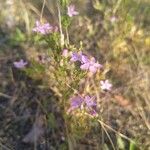 Centaurium erythraeaКветка