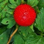 Potentilla indica Fruto