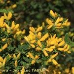 Genista monspessulana Máis