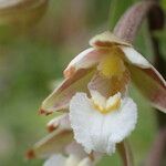 Epipactis palustris Flor