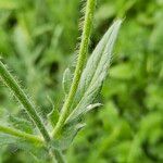 Knautia arvensis Leaf