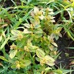 Euphorbia hirta Blad