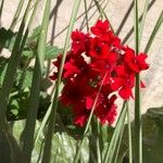 Verbena peruviana Λουλούδι