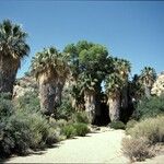 Washingtonia filifera Hábitos