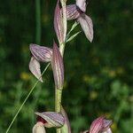 Serapias lingua Flor