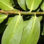 Schwartzia costaricensis List