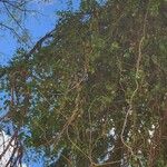 Cebatha pendula Хабит