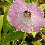 Malva trimestrisBlomst