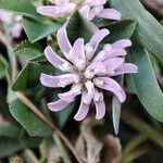 Trifolium resupinatum Flors