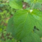 Croton hirtus Blad