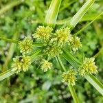 Cyperus eragrostisCvet