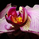 Phalaenopsis sanderiana Cvet