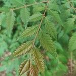 Koelreuteria elegans Hoja
