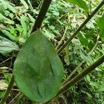 Costus curvibracteatus Leaf