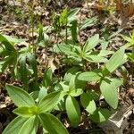 Galium circaezans Blad