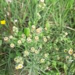 Conyza bonariensis 花