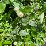 Cephalanthus occidentalis Hoja