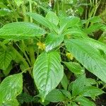 Impatiens auricoma Blad