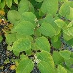 Reynoutria sachalinensis Leaf