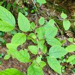 Lonicera canadensis Leaf