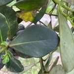 Clusia criuva Hoja