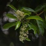 Chionanthus ramiflorus Flower