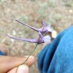 Delphinium peregrinum Fleur