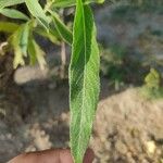 Salix babylonica ഇല
