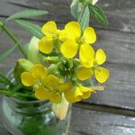 Erysimum odoratum Λουλούδι