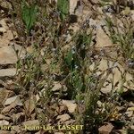 Myosotis minutiflora Libunga