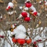 Rosa villosa Fruto