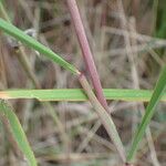 Achnatherum calamagrostis Rinde