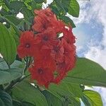 Cordia sebestenaFlor