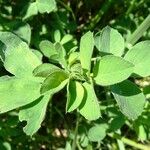 Trigonella foenum-graecum पत्ता