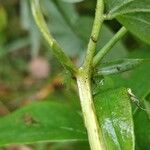 Lathyrus laevigatus Leaf