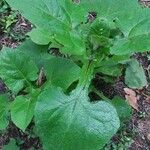 Lactuca alpina Habitus