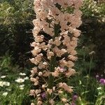 Eremurus robustus Fleur