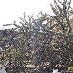 Cylindropuntia leptocaulis Bark