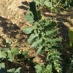 Brassica tournefortii Leaf